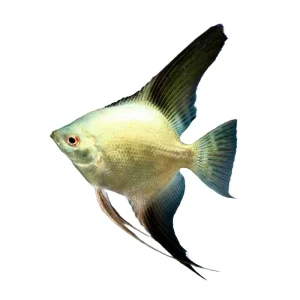 Bulgarian Green Skalar ML (Pterophyllum scalare) Geprüft
